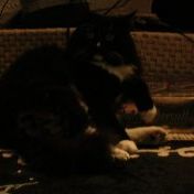 Profile Picture of Carly Phelps-Manzalji (@carline716) on Pinterest