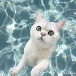 Profile Picture of Tomas || (@tommy_spb_) on Instagram