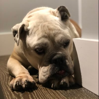 Profile Picture of David Frenkel (@Frenkel7) on Twitter