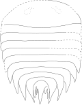 Profile Picture of Kwanyinaspison Wikipedia