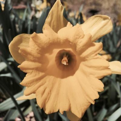 Profile Picture of Jennifer DiPalma (@cvmom79) on Twitter