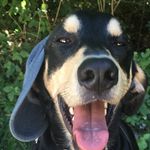 Profile Picture of Jake😝/ Milo 🐶 (@milo.the.dog123) on Instagram