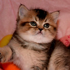Profile Picture of George Sebastian (@i707i) on Flickr