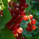 Profile Picture of kimballwardle4 (@kimballwardle4) on Instagram