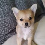 Isabelle Guilleminault - Instagram Profile Picture of Isabelle Guilleminault (@isabelleguilleminault) on Instagram