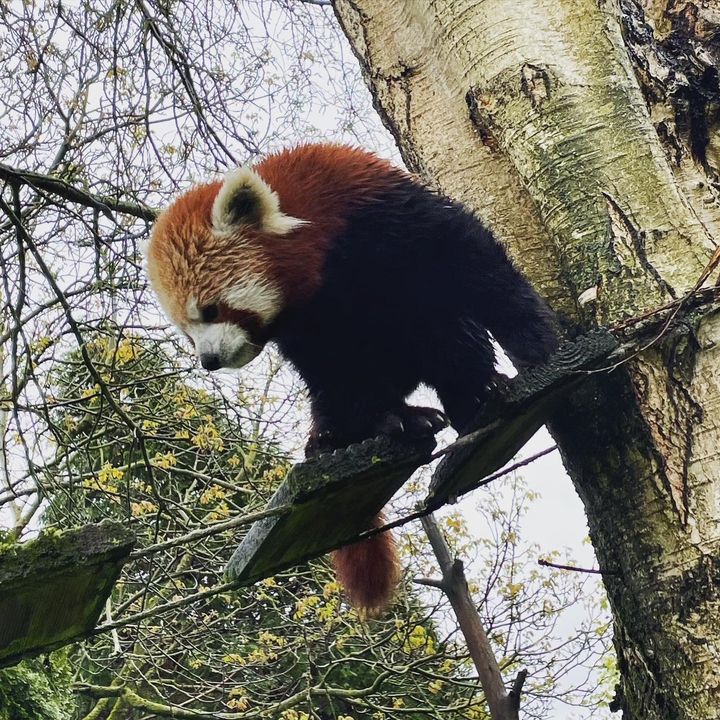 Profile Picture of Thomas Jacques (@thomasjacques10) on Tiktok