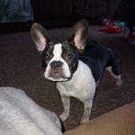 Profile Picture of Preston Stanton (@2eeewfast) on Instagram