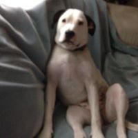Profile Picture of Scott Joyal (@scottyjoyal) on Pinterest