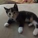 Profile Picture of Rosebug (@Rosebugger) on Pinterest