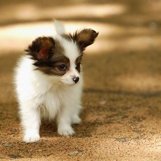 Profile Picture of Jessie Sauve (@jessie.sandler.5) on Facebook