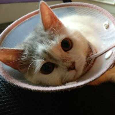 Profile Picture of 余嘉允 Kelvin Yu (@YuKelvin96) on Twitter