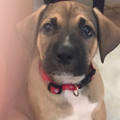 Profile Picture of Terry Downs (@TerryDo24444968) on Twitter