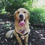 Profile Picture of Aaron 🐕 (@aarongoldenc) on Instagram