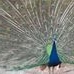 Profile Picture of Geeta Samaroo (@geeta.samaroo.56) on Facebook