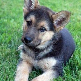 Profile Picture of Christopher Sear It' (@it_sear) on Twitter