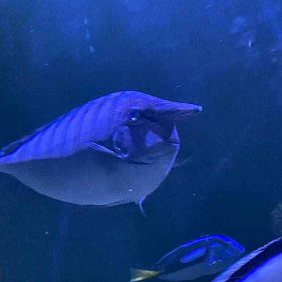 Profile Picture of Angelina Naclerio (@angiegnac0124) on Poshmark