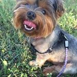 Profile Picture of Afsaneh Irani (@afifancy2004) on Instagram