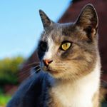 Aamer Amin - Instagram Profile Picture of Aamer Amin (@aamer_amin) on Instagram