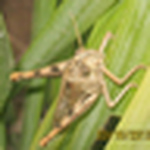 Profile Picture of Jonathan Pineda (@jon duane) on Flickr