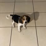 Profile Picture of Danny Infante (@Danny-Infante) on Facebook