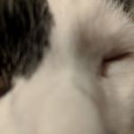 Profile Picture of Spaghetti (@jacoblareau) on Instagram