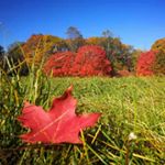 🇨🇦Felicia🇪🇸 - Instagram Profile Picture of 🇨🇦Felicia🇪🇸 (@felicia.cheung987) on Instagram