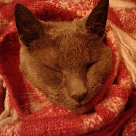 Valerie Wright - Pinterest Profile Picture of Valerie Wright (@vlwohio) on Pinterest