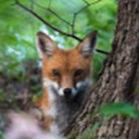 Profile Picture of Carlos Ferreyra (@carlos-ferreyra-15) on Quora