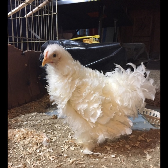 Profile Picture of Jaylee Gouger (@jayleechicken) on Poshmark