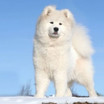 Profile Picture of Edwin Mantilla (@Camus182) on Twitter