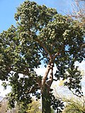 Profile Picture of Bischofiaon Wikipedia