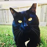 Profile Picture of Isabella Sophia Wiggs (@isabella_wiggs) on Instagram