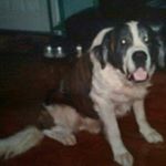 Profile Picture of Roxanne (@wolfe121363) on Instagram