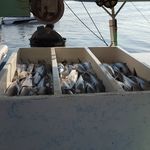 Profile Picture of Jesse Heiser (@the_mackerel_factory) on Instagram