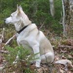 Profile Picture of Derek Cutler (@coyote251) on Instagram