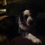 Profile Picture of Shiloh Ellis (@shiloh_shi) on Instagram