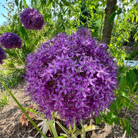 Profile Picture of Ally Wright (@ally_chris13) on Poshmark