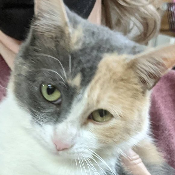 Profile Picture of Jennifer Macmullan (@jennifermacmull) on Poshmark