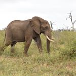 Profile Picture of Roxanne Kemp Photography (@roxanne_kemp_photography) on Instagram