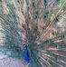 Profile Picture of Juan Jose Ferrera (@juanjose.ferrera.944) on Facebook