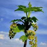 Profile Picture of Ernston Arvell (@ernston.arvel) on Instagram