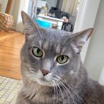 Profile Picture of Stella...star...same thing🤩 (@stella_bubs) on Instagram