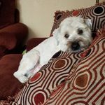 Profile Picture of Crystal Cease (@ceasecrystal) on Instagram