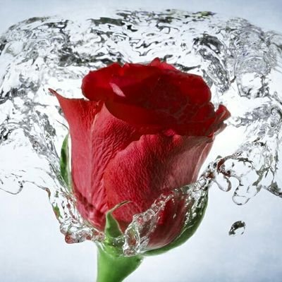 Profile Picture of Ankita Chakraborty (@AnkitaC27841611) on Twitter