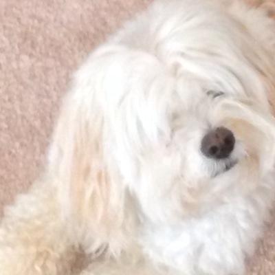 Profile Picture of BarryZimmerman (@barry_zimmerman) on Twitter