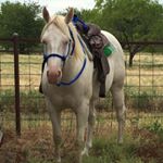 Profile Picture of Tori Duncan (@tdperformancehorses) on Instagram