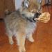 Profile Picture of Jones Chews (@joneschews) on Pinterest