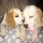 Profile Picture of Daisy & Coco Avery (@thenorthshorebeagles) on Instagram