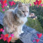 Profile Picture of Roberta Pellanda-Rima (@pellandarima) on Instagram