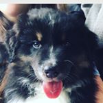 Profile Picture of Ralph our Aussie Shepherd (@ralphaussieshepherd) on Instagram